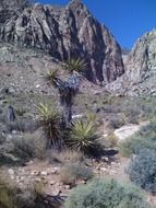 cacti as an element of the mountain landscape