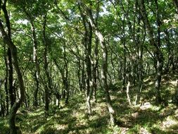 landscape of green woodland