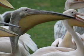portrait of pelican birds is a waterfowl