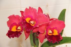 red orchid with yellow heart