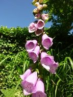 plant with pink oblong flowers