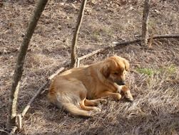 brown dog lies on dry grass