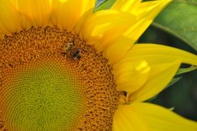 Beautiful blooming colorful sunflower in summer close-up