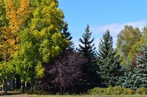 autumn forest fall colorful trees
