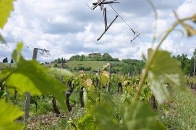 green vineyards in france