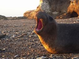sea elephant on the rocky coast