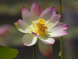 pale flower of a lotus close up