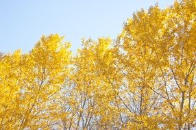yellow autumn trees against the blue sky