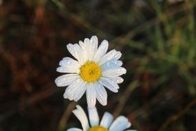 white daisy on the background of a bush