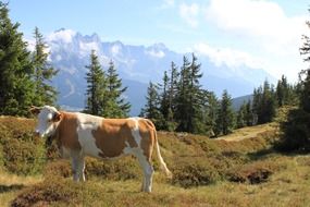 cow on a pasture in the mountains of austria