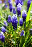 purple hyacinths in the park close-up on blurred background