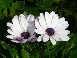 two white gerberas on a bush close-up