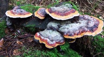 tree mushroom in a pine forest