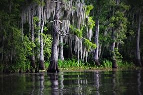 cypress near the river