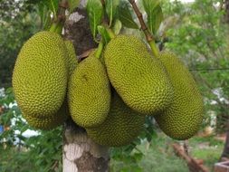 jackfruits on the tree