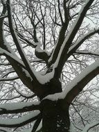 Tree trunk with branches in the snow