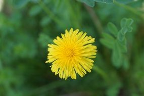 one bud of dandelion