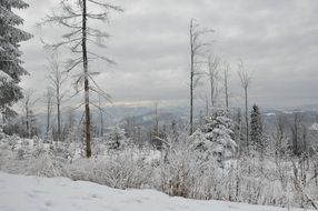 trees in the snow in the mountains