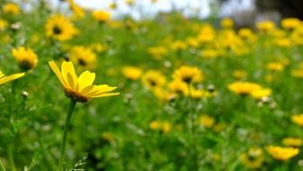 perfect daisies spring flowers