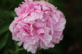 bright and beautiful pink flower