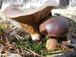 Brown mushrooms in autumn