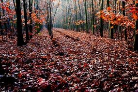 oak leaves under the trees in the forest