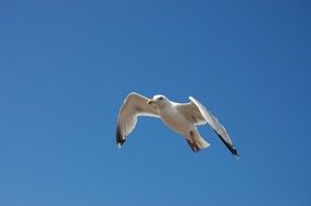 white seagull flying against the blue sky