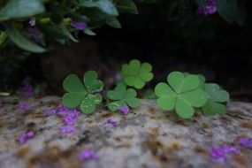 green clover leaf after rain