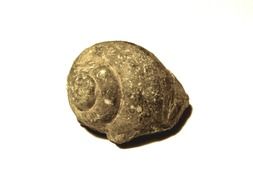 petrified snail