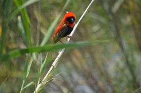 Red bird on branch