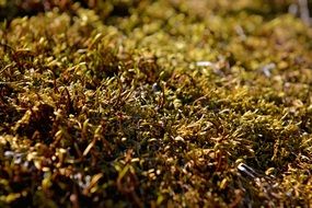 Autumn sunny moss