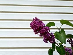 purple flower on a branch near the house
