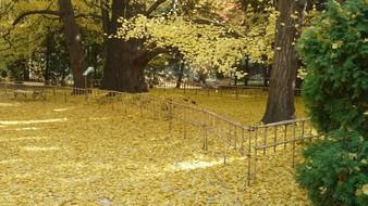 landscape of golden autumn in the arboretum