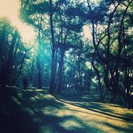 rays of the sun in the branches of trees on the island