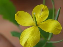 flower with four yellow petals close-up on blurred background