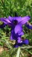 dark purple flower close up