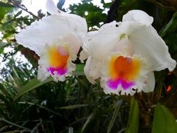 floral exotic nature