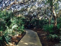 narrow path between tropical trees