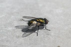 Close-up of the bright, colorful, shiny fly