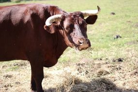 brown horned bull