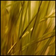 reed grass macro