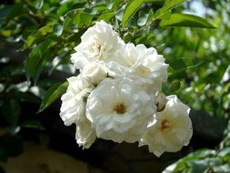 branch with white summer roses close-up