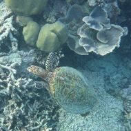 water ââturtle under water in the maldives