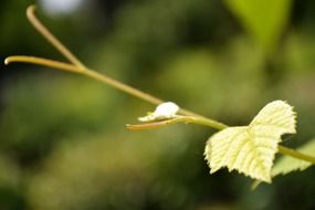 green stalks of grapes in Sri Lanka
