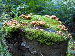 Mushrooms on a wood