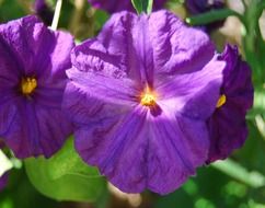 purple flower in garden macro