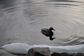 extraordinarily beautiful lake birds