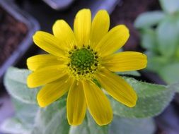 yellow sanvitalia in nature