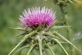 purple thistle flower with sharp thorns close up