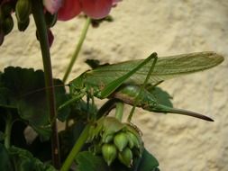 grasshopper on the garden flower